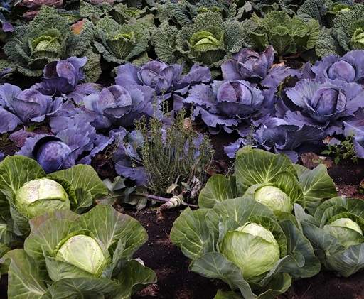 Vegetable patch of cabbage